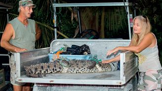 Belize: Jak se loví krokodýl