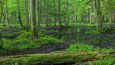 Bělověžský prales