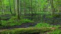 Bělověžský prales