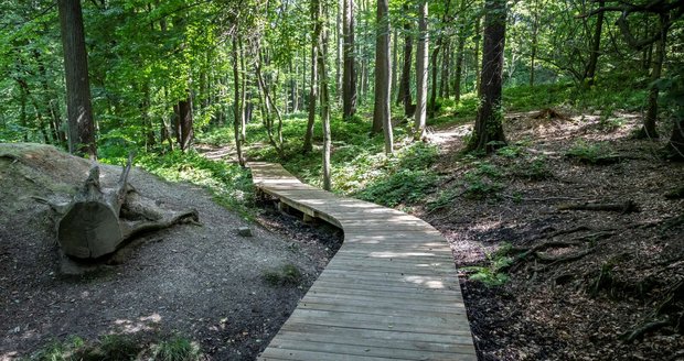 Součástí proměny Bělského lesa v Ostravě bude i povalový chodník.