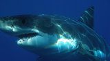 Žralok v Egyptě ukousl plavci nohu. Úřady zakázaly na dva týdny koupání v moři
