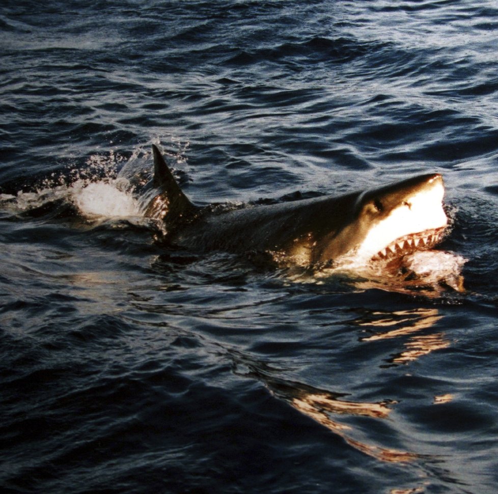 Žralok velký bílý zabíjel před časem u břehů Austrálie.