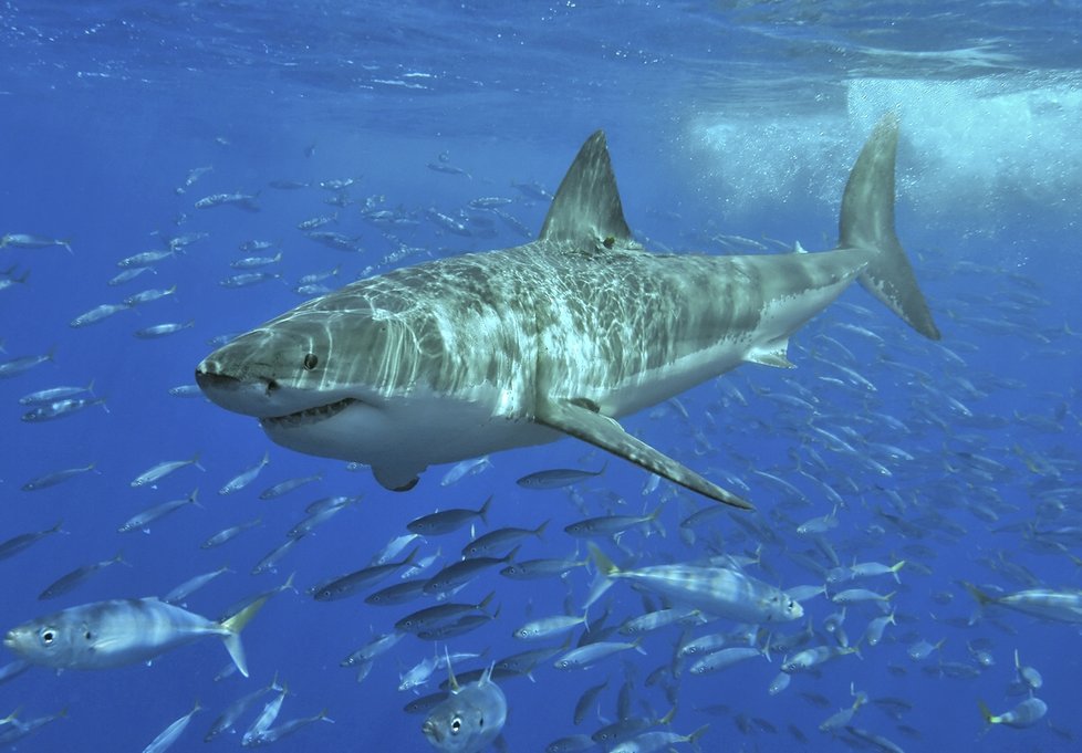 Žraloci patří mezi obávané zabijáky.