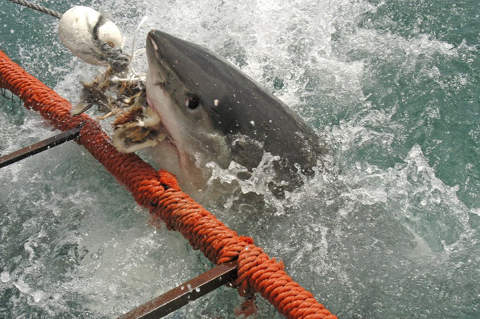 Čelisti v Austrálii: Žralok ukousl surfařovi nohu.