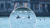Jedinečná podívaná v Benátkách: Do rušného kanálu doplavali delfíni, s cestou ven jim museli pomoct