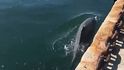 Čistá voda přilákala k Italským břehům delfíny