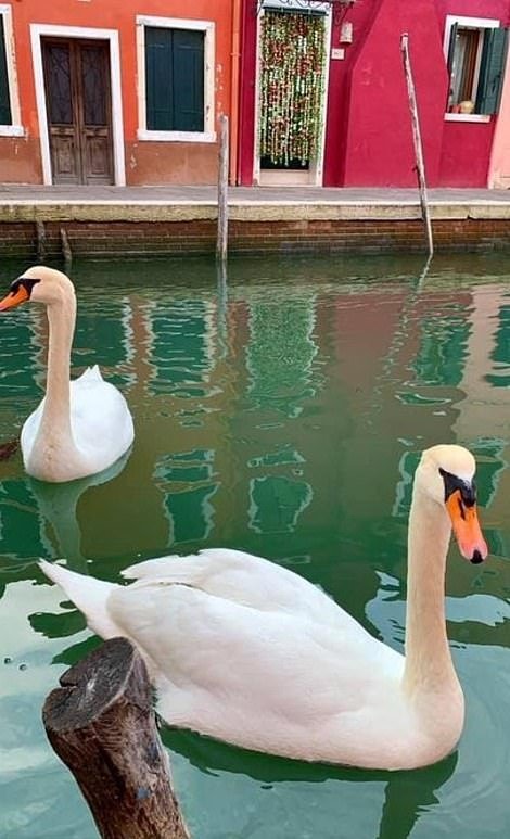 Labutě kanálům sluší zaručeně víc, než salvy hlučných turistů v gondolách.