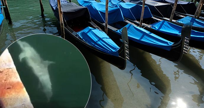 Zprávy o návratu delfínů do Benátek se ukázaly jako nepravdivé.