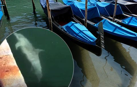 Smutné lži ohledně pandemie koronaviru: Delfíni se do Benátek nevrátili
