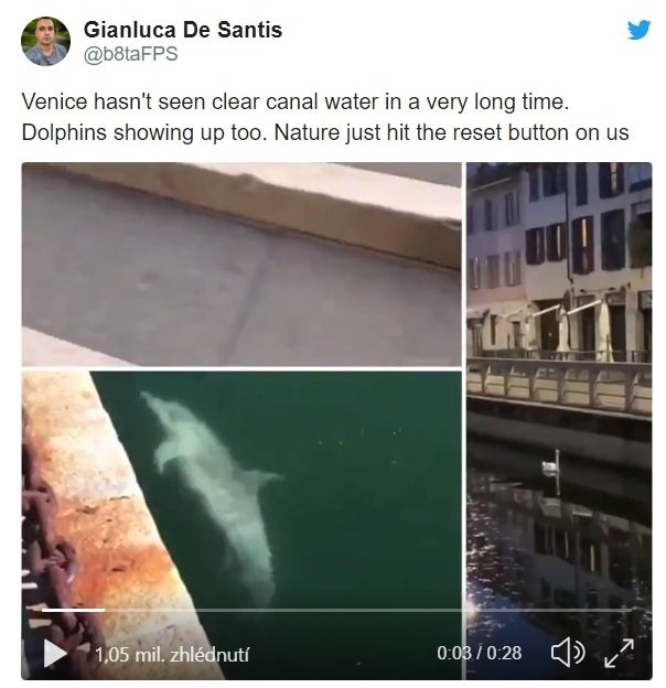 Tweet o delfínech není pravdivý.
