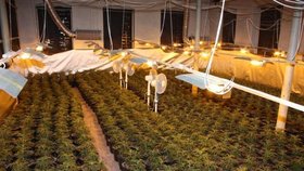 Takhle se pěstovala marihuana v domě předsedy ústecké ČSSD