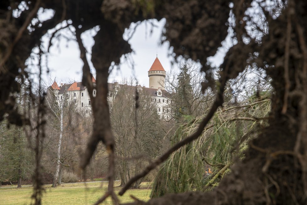 Vítr lámal stromy u zámku Konopiště na Benešovsku. /17.2.2022)