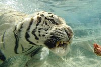 Bengálský tygr: Já se vody nebojím!