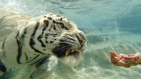 Bengálský tygřík se vody nebojí