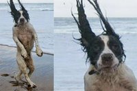 Nejvtipnější beachboy: Kokra na pláži odfoukl vítr