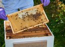 Bentley rozšiřuje svou nabídku o med od vlastní včel