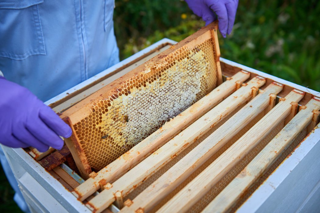 Bentley rozšiřuje svou nabídku o med od vlastní včel