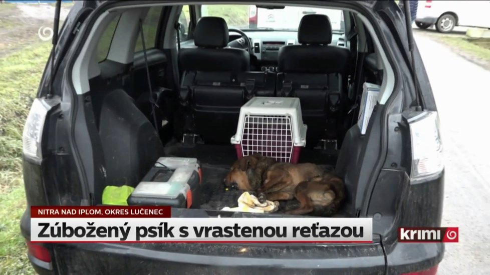 Beny skončil u veterináře.