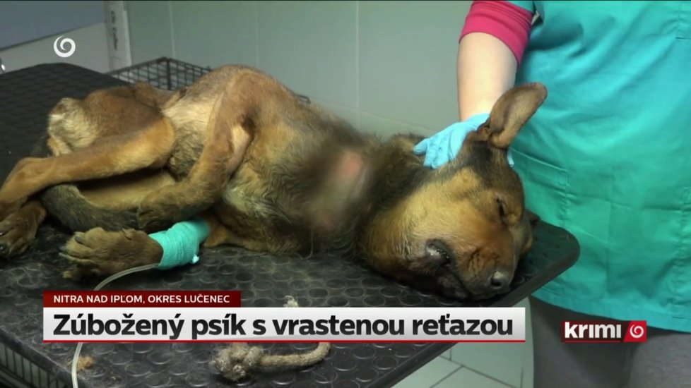 Beny u veterináře