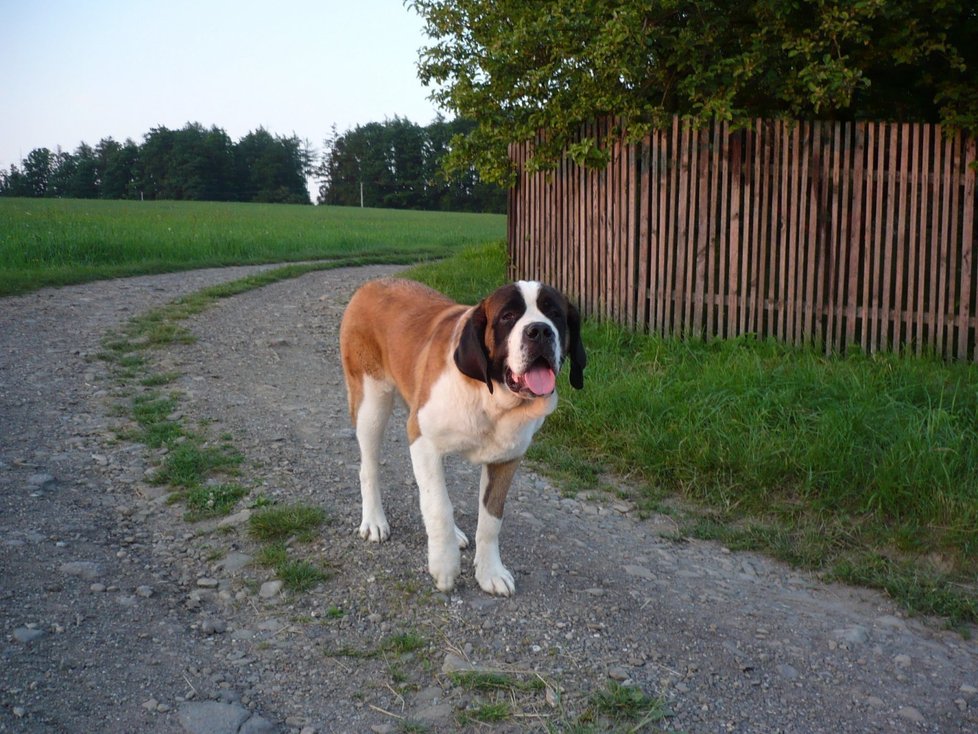 Miláčkem na farmě Jura je bernardýn Cola.