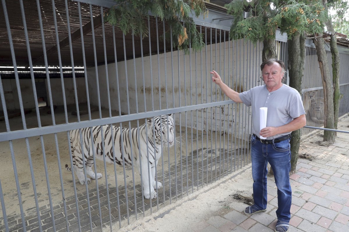 Berousek a bílý tygr