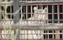 Razie policistů a celníků v Berouskově zvěřinci: Z tygrů vyrábějí sulc?