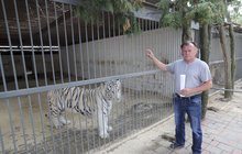 Kauza tygřích jatek pro asijské pochoutky: Obviněný Berousek je na svobodě. Já nic, to preparátor!