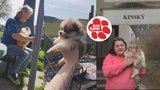 Takhle se množitelé vyhýbají postihům: Psy ukrývají před úřady, převáží je z místa na místo!