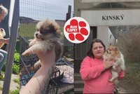 Takhle se množitelé vyhýbají postihům: Psy ukrývají před úřady, převáží je z místa na místo!