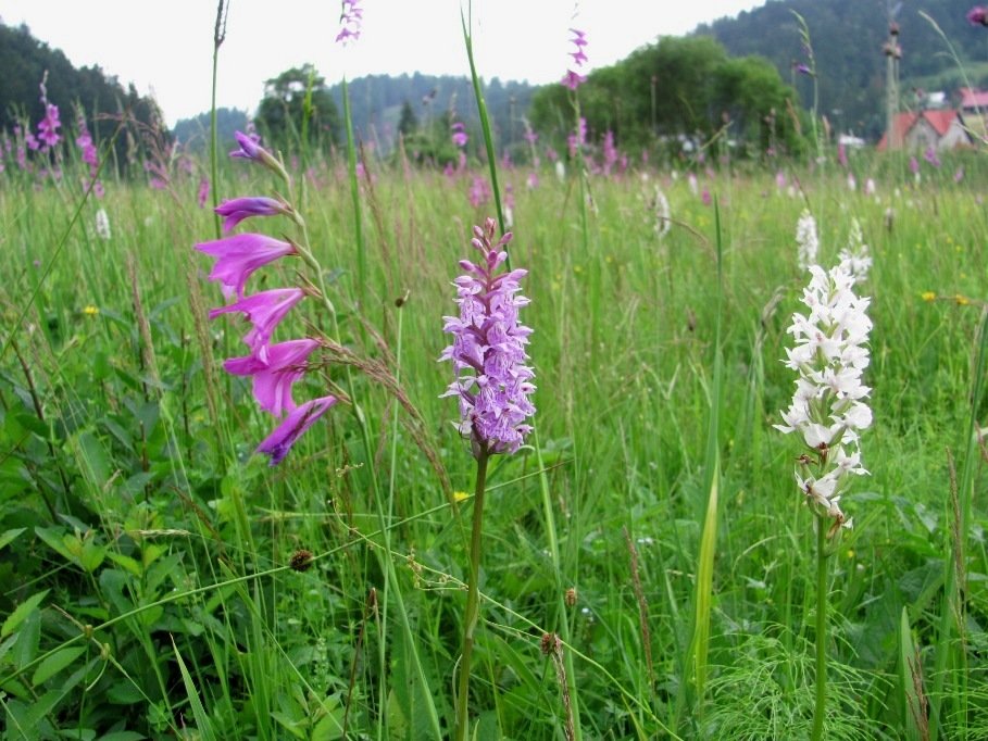 Na louce Pod Juraškou v červnu kvetou vzácné květiny, které patří mezi orchideje.