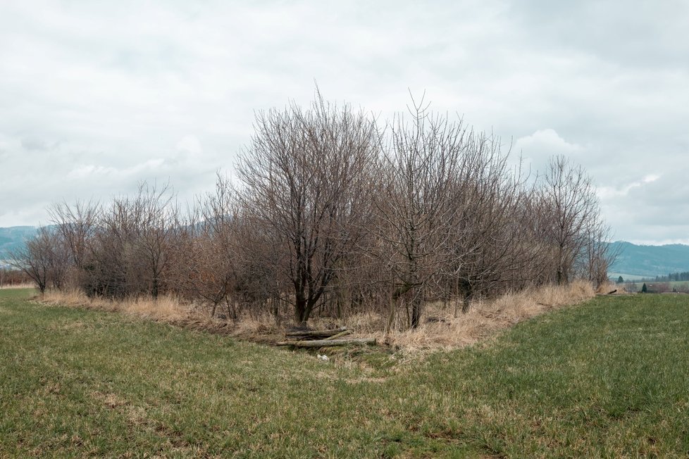 Remízky v řadě za sebou přes louky a pole na Jablunkovsku slouží šelmám jako úkryt i občerstvení.
