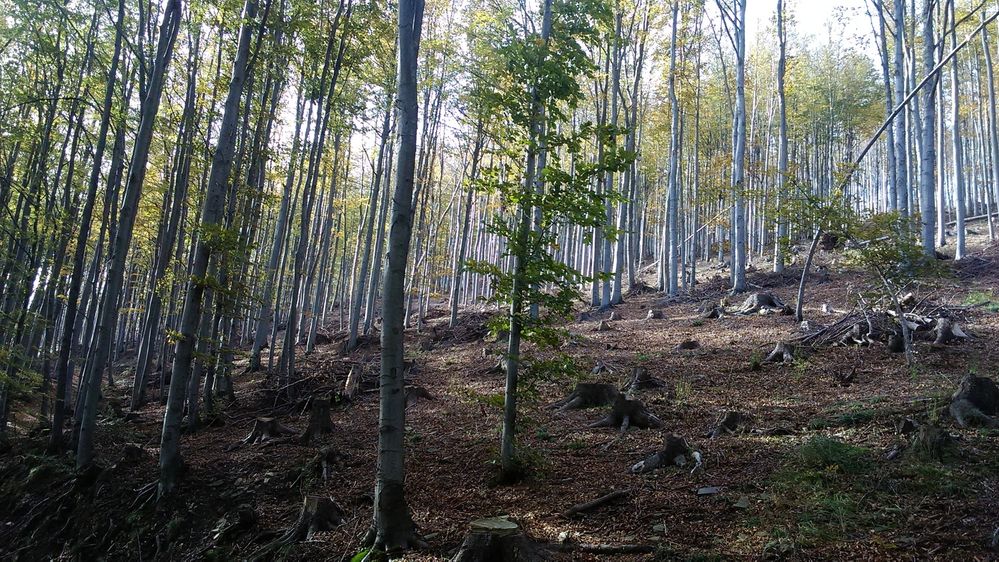 Chráněný bukový les pod vrcholem Skalka