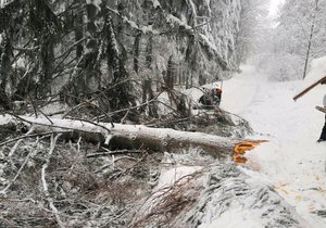 Na běžkařku v Beskydech spadl strom.