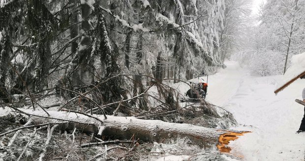 Na běžkařku v Beskydech spadl vzrostlý strom, je vážně zraněná