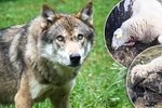 V Dolní Lomné na Jablunkovsku rozsápali vlci dalších 14 ovcí.
