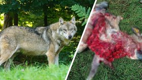 Vlci opět útočí: Sápou ovce mezi domy! Nepomohly ani sítě pod proudem