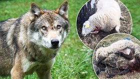 V Dolní Lomné na Jablunkovsku rozsápali vlci dalších 14 ovcí.