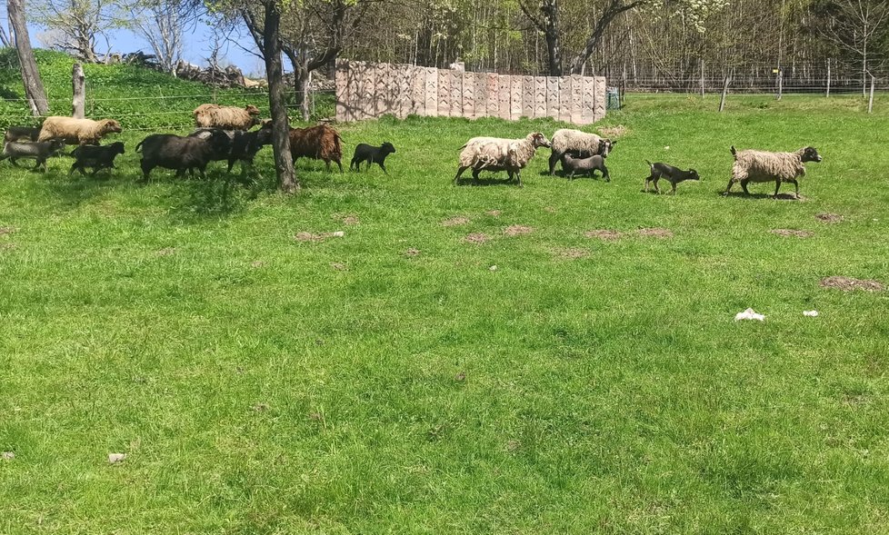 Chovatel Roman Cieslar má mezi volně se pasoucími se ovcemi přes den psy, na noc stádo zažene do ohrady, která je obehnaná vysokým plotem i elektřinou.
