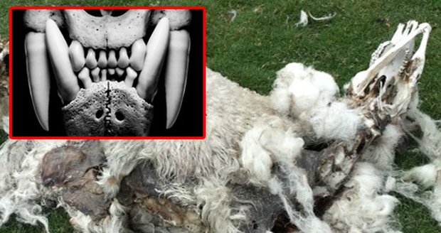 Po neznámé bestii zbyly jen desítky roztrhaných ovcí s vyrvanými vnitřnosmi