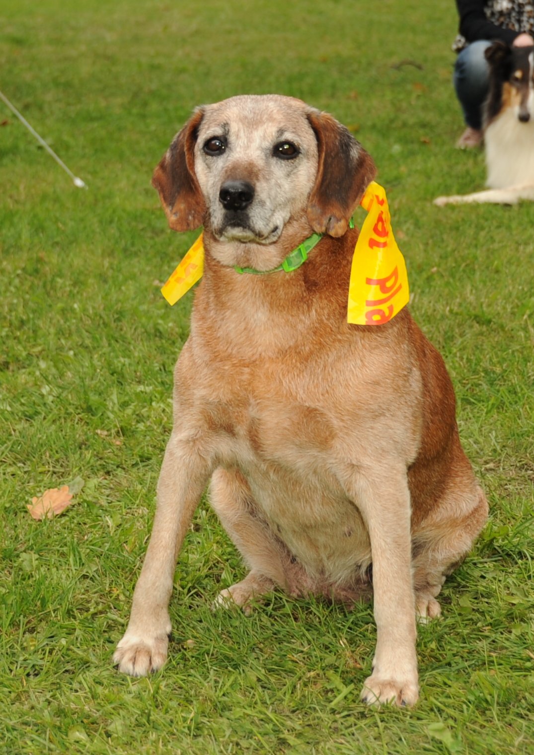 Besynka (10) - Před začátkem mrazů ji někdo uvázal před supermarketem. Je velmi šikovná, vycvičená, zvládá základní povely, a dokonce základy dogdancingu. Má sice neoperovatelný nádor na mléčné žláze, ale je stále veselá a čiperná. Chcete ji? Volejte 733 126 101