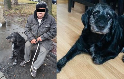 Bezdomovkyně Betty žije psí sen! Jan (60) z Ostravy se jí musel vzdát, má novou rodinu