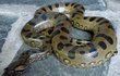 Anakonda Poptávka po kůži obřích hadů výrazně převyšuje nabídku.