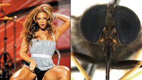 Beyonce, nové jméno pro tuhle mouchu...