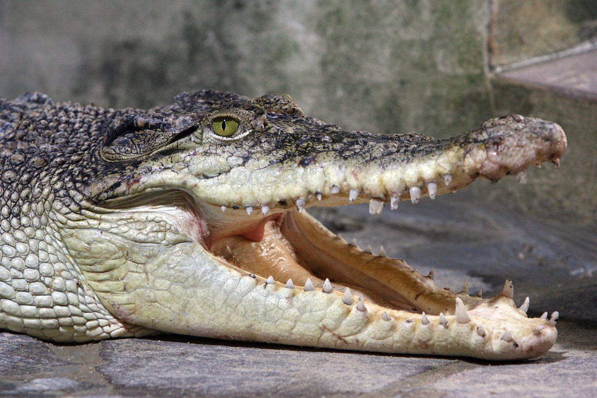 Krokodýl Kůže je hlavní důvod, proč je většina z 23 druhů ohrožených.