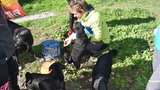 Týraní a zablešení: Veterináři v terénu se starají o psy bezdomovců! Ti se jich nechtějí vzdát