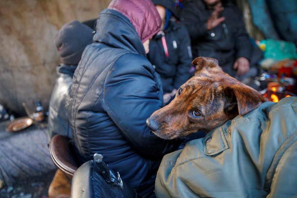 Na zarostlém pozemku ve Vokovicích žije asi dvacítka bezdomovců spolu s tlupou koček.