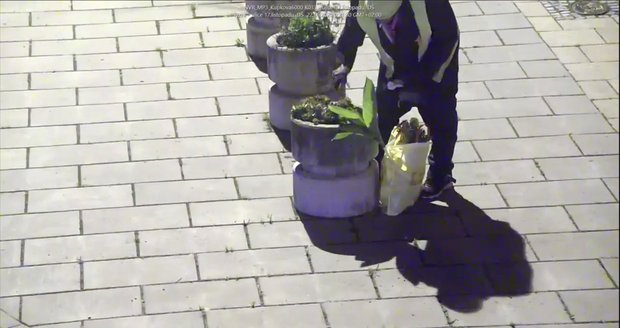 Bezdomovec v Břeclavi provádí očistu města po svém. Ze záhonů například vytrhává květiny které se mu nelíbí.