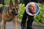 Bidenův pes Commander se po sérii útoků do Bílého domu znovu nepodívá (6.10.2023).