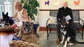 První pes z útulku v Bílém domě. S Bidenovými se do sídla prezidentů vrací i dva ovčáci