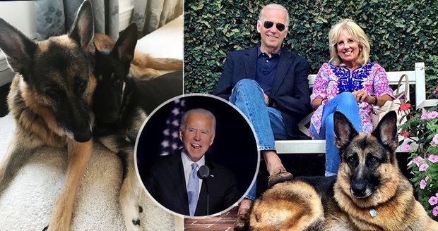 Návrat prezidentských psů: Champ si Bílý dům již "označkoval", Majora si Bidenovi vzali z útulku před 2 lety